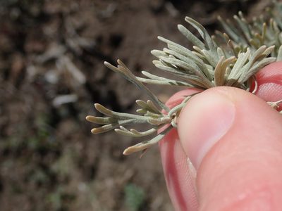 Artemisia tripartita, photographed by Nolan Exe