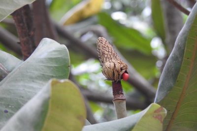 Magnolia sharpii, photographed by Neptalí Ramírez Marcial