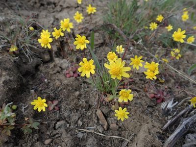 Crocidium multicaule, photographed by Nolan Exe
