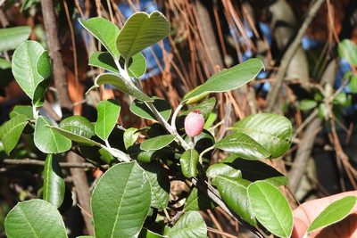 Malacomeles nervosa, photographed by Neptalí Ramírez Marcial