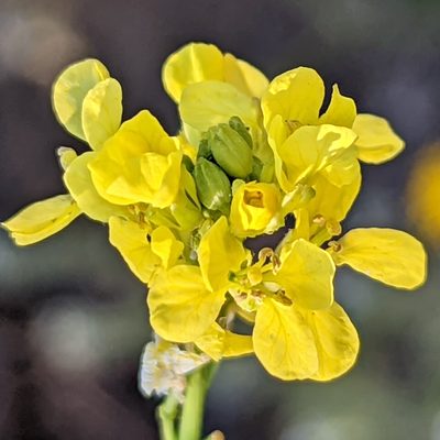 Hirschfeldia incana, photographed by James Fowler