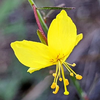 Eulobus californicus, photographed by James Fowler