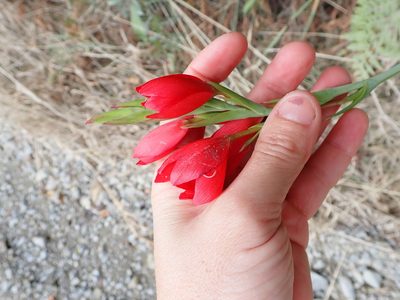 Hesperantha coccinea, photographed by Lisa Bennett