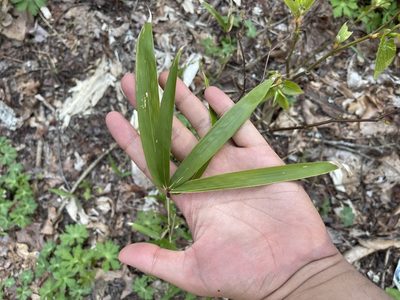 Arundinaria appalachiana, photographed by Brandon Corder