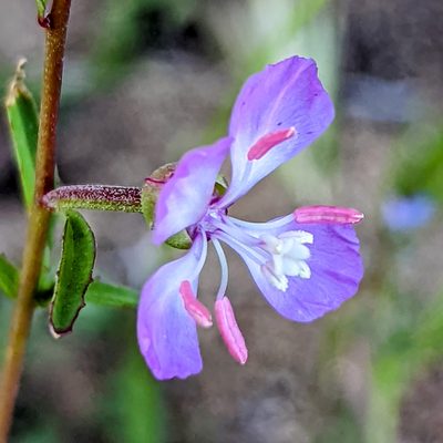 Clarkia delicata, photographed by James Fowler