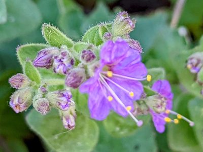 Mirabilis laevis, photographed by James Fowler