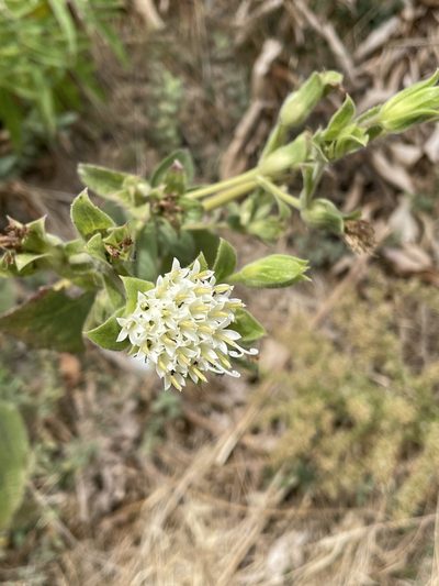 Lagascea helianthifolia, photographed by Rafael Cano