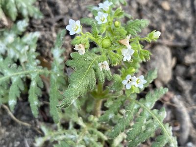 Eucrypta chrysanthemifolia, photographed by Rachel Whitt