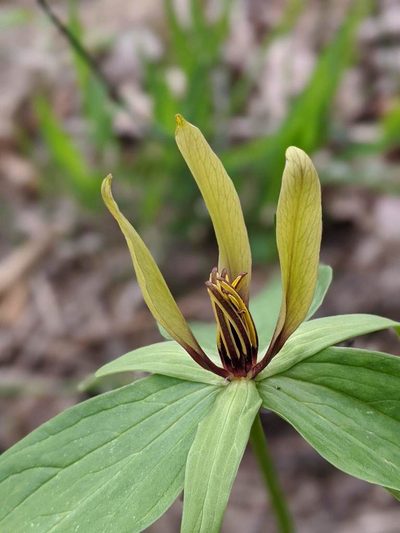 Trillium viride, photographed by Nathan Aaron
