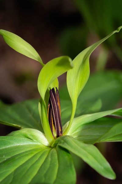 Trillium viride, photographed by Nathan Aaron