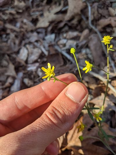 Ranunculus harveyi, photographed by Nathan Aaron