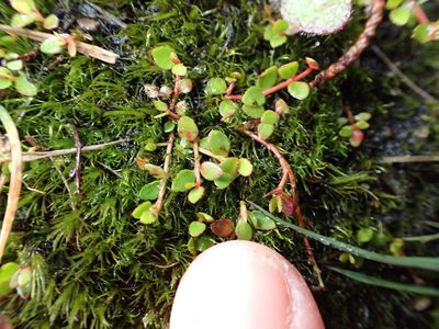 Gonocarpus micranthus, photographed by Lisa Bennett