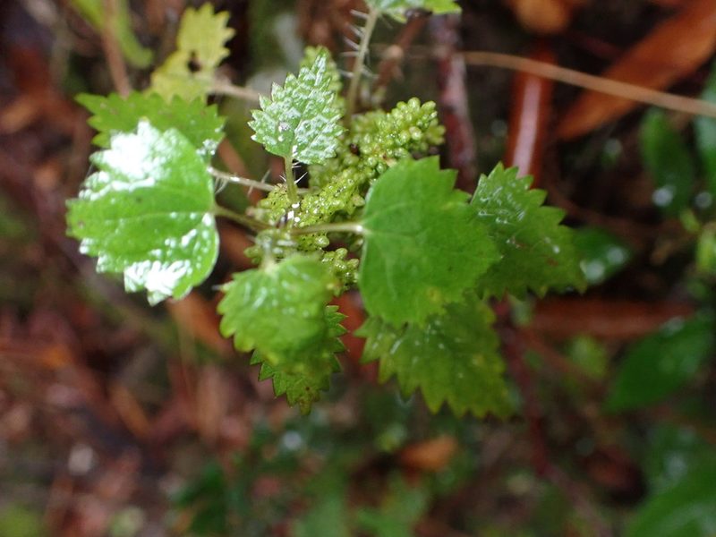 Urtica sykesii, photographed by Lisa Bennett