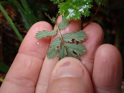 Acaena anserinifolia, photographed by Lisa Bennett