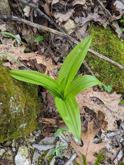 Melanthium woodii, photographed by Nathan Aaron