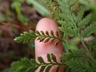 Paesia scaberula, photographed by Lisa Bennett