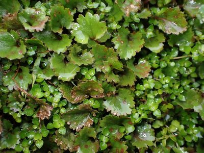 Gunnera monoica, photographed by Lisa Bennett