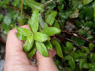 Anaphalioides trinervis, photographed by Lisa Bennett