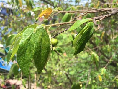 Muntingia calabura, photographed by rebecca bachman