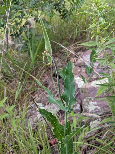 Asclepias meadii, photographed by Nathan Aaron