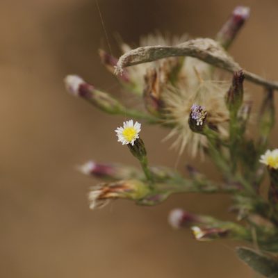Aster subulatus, photographed by Ruth Gutiérrez Oliveros