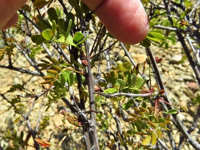 Senegalia roemeriana, photographed by Annika Lindqvist