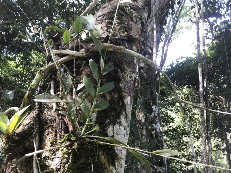 Epidendrum anceps, photographed by fern Wildtruth