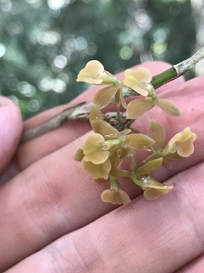 Epidendrum anceps, photographed by fern Wildtruth