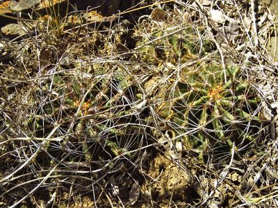 Thelocactus setispinus, photographed by Annika Lindqvist