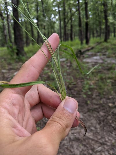 Dichanthelium linearifolium, photographed by Nathan Aaron
