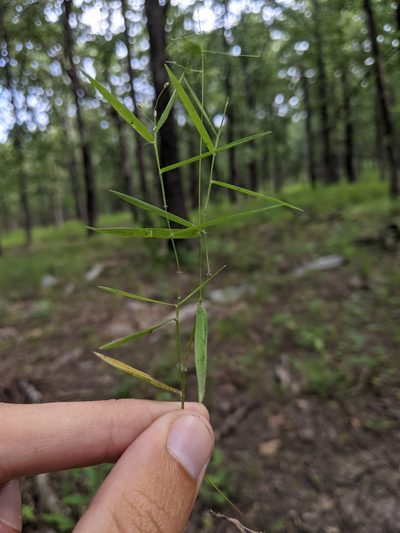 Dichanthelium dichotomum, photographed by Nathan Aaron