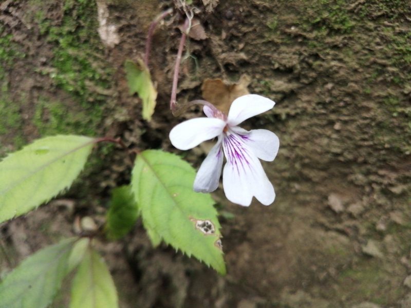 Viola formosana, photographed by 五色鳥