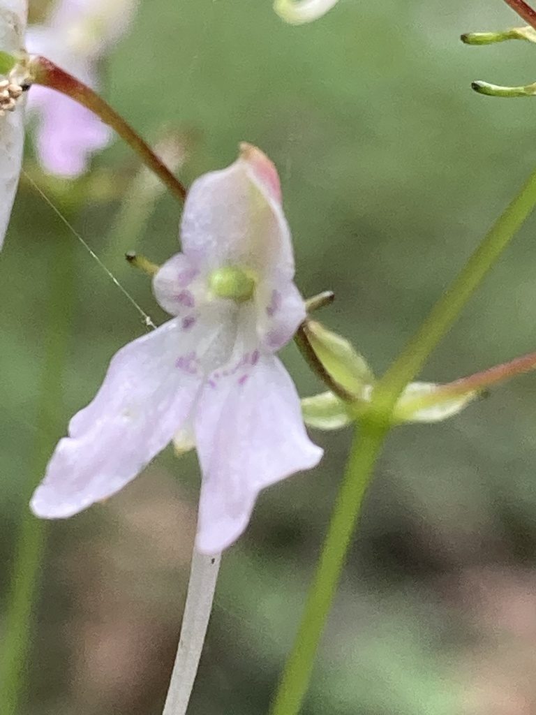 Impatiens radiata, photographed by John Kenrick Gibson