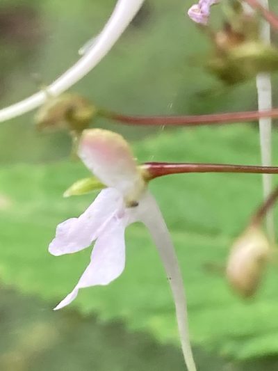 Impatiens radiata, photographed by John Kenrick Gibson