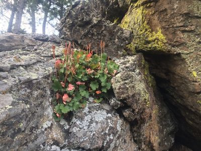 Heuchera bracteata, photographed by Stephen Hornbeck