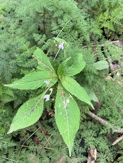 Impatiens radiata, photographed by John Kenrick Gibson