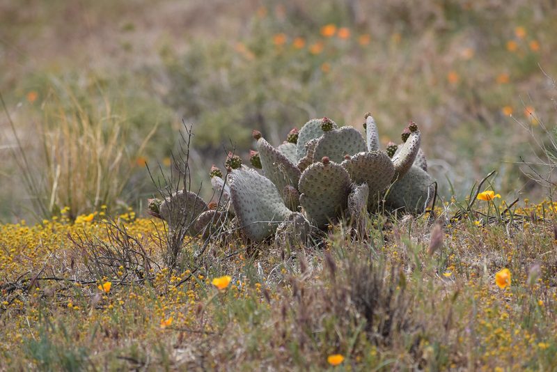 Opuntia basilaris, photographed by velodrome