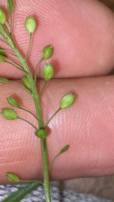 Lepidium peregrinum, photographed by prossington
