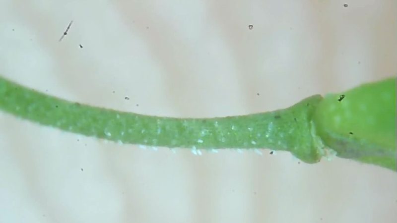 Lepidium peregrinum, photographed by prossington