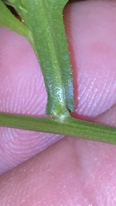 Lepidium peregrinum, photographed by prossington