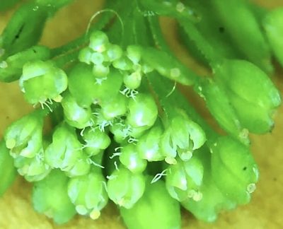 Lepidium peregrinum, photographed by prossington