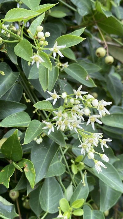 Cynanchum elegans, photographed by prossington