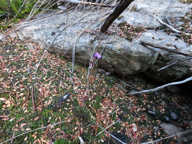 Utricularia grampiana, photographed by ROY