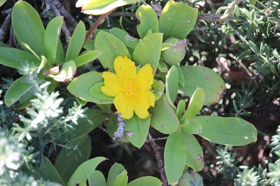 Hibbertia scandens, photographed by Elijah Magistrado