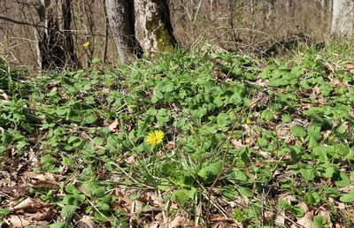 Doronicum orientale, photographed by Юрий Данилевский (Yuriy Danilevsky)