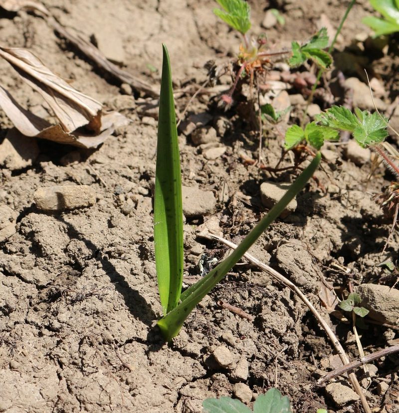 Colchicum umbrosum, photographed by Юрий Данилевский (Yuriy Danilevsky)