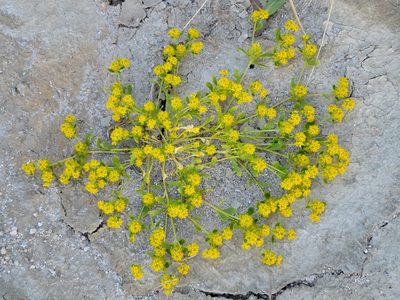 Lepidium flavum, photographed by Alex Heyman