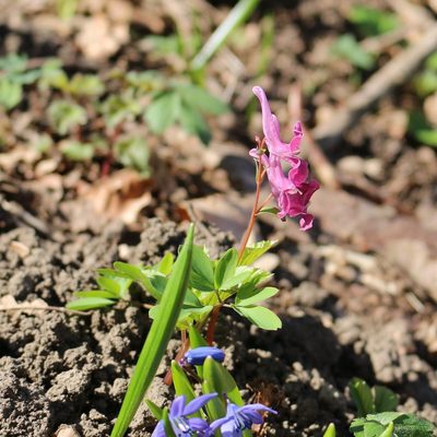 Corydalis caucasica, photographed by Юрий Данилевский (Yuriy Danilevsky)