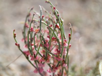 Eriogonum nidularium, photographed by Alex Heyman