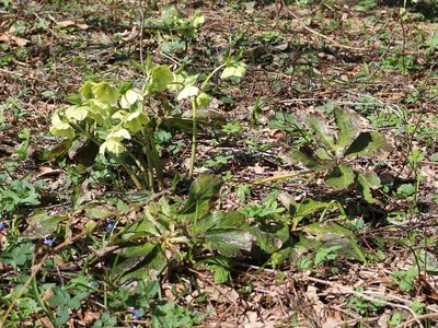 Helleborus orientalis, photographed by Юрий Данилевский (Yuriy Danilevsky)